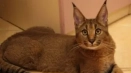 Породи домашни котки, подобни на lynx